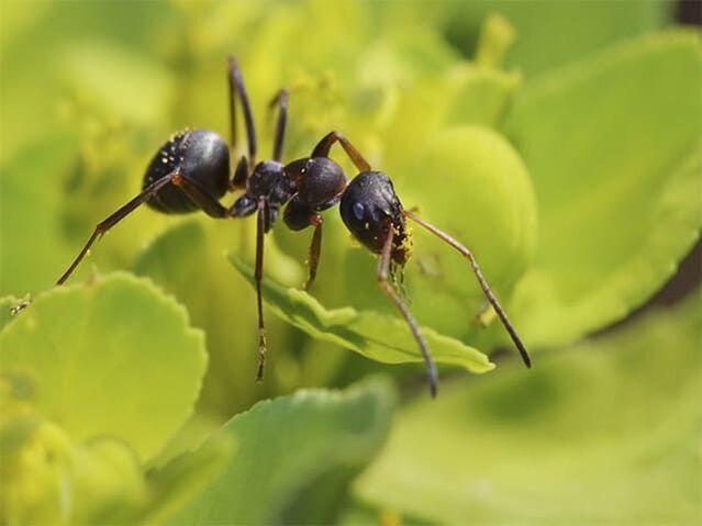 mravi protiv prostatitisa