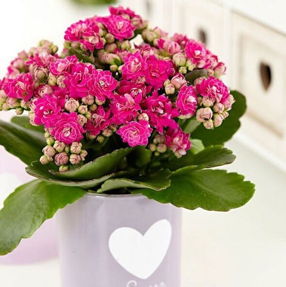 Kalanchoe za liječenje prostatitisa