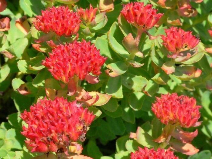 Rhodiola rosea za liječenje prostatitisa
